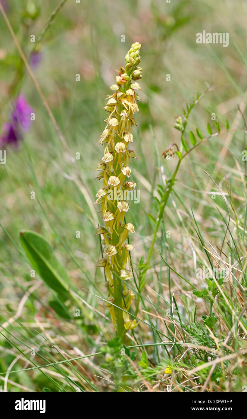 Orchidea (Orchis anthropophora). Appennini, Italia, maggio. Foto Stock