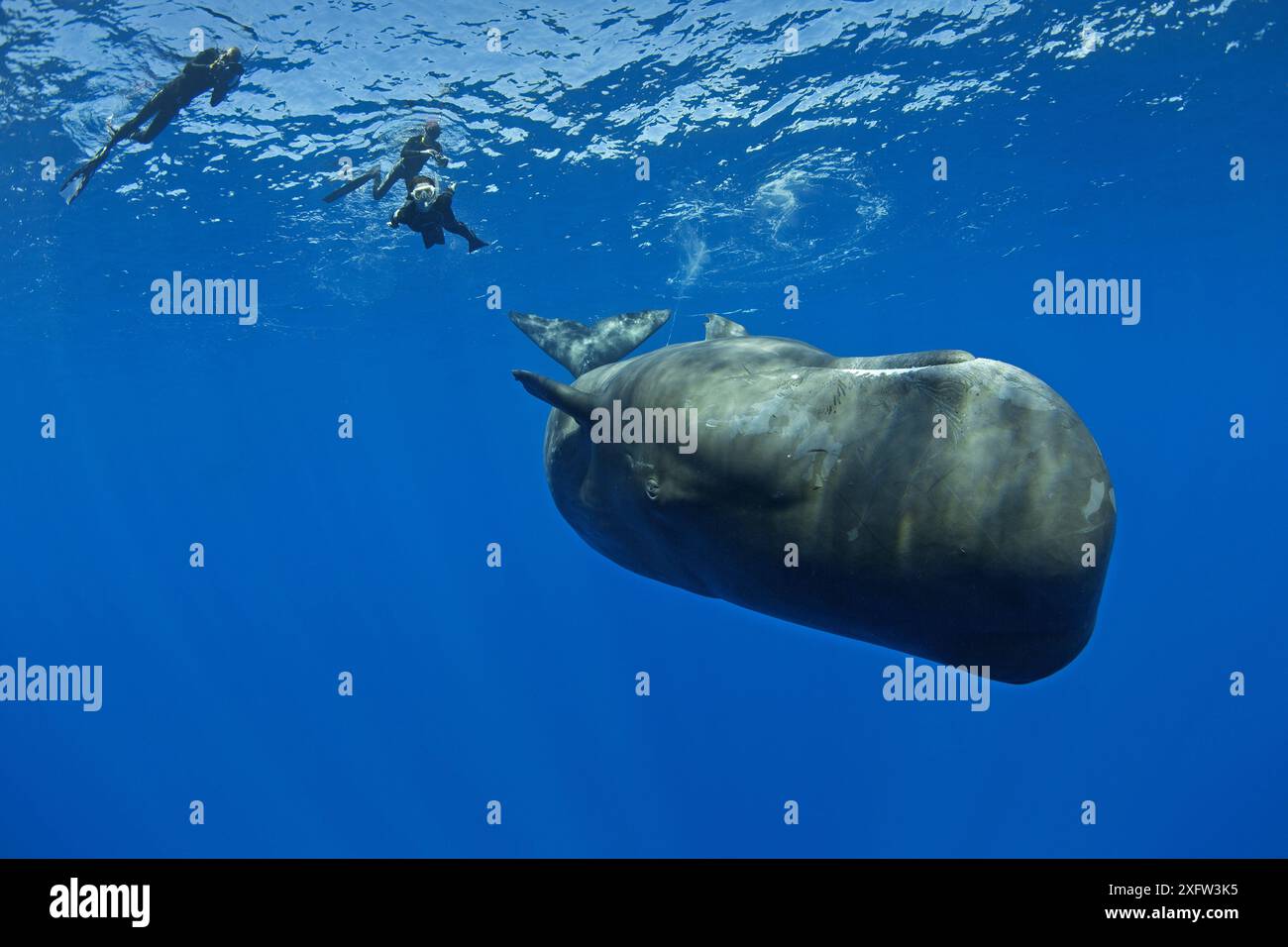 Capodoglio (Physeter macrocephalus) vitello con tre subacquei liberi che nuotano e la fotografano, Dominica, Mar dei Caraibi, Oceano Atlantico, specie vulnerabili. Foto Stock