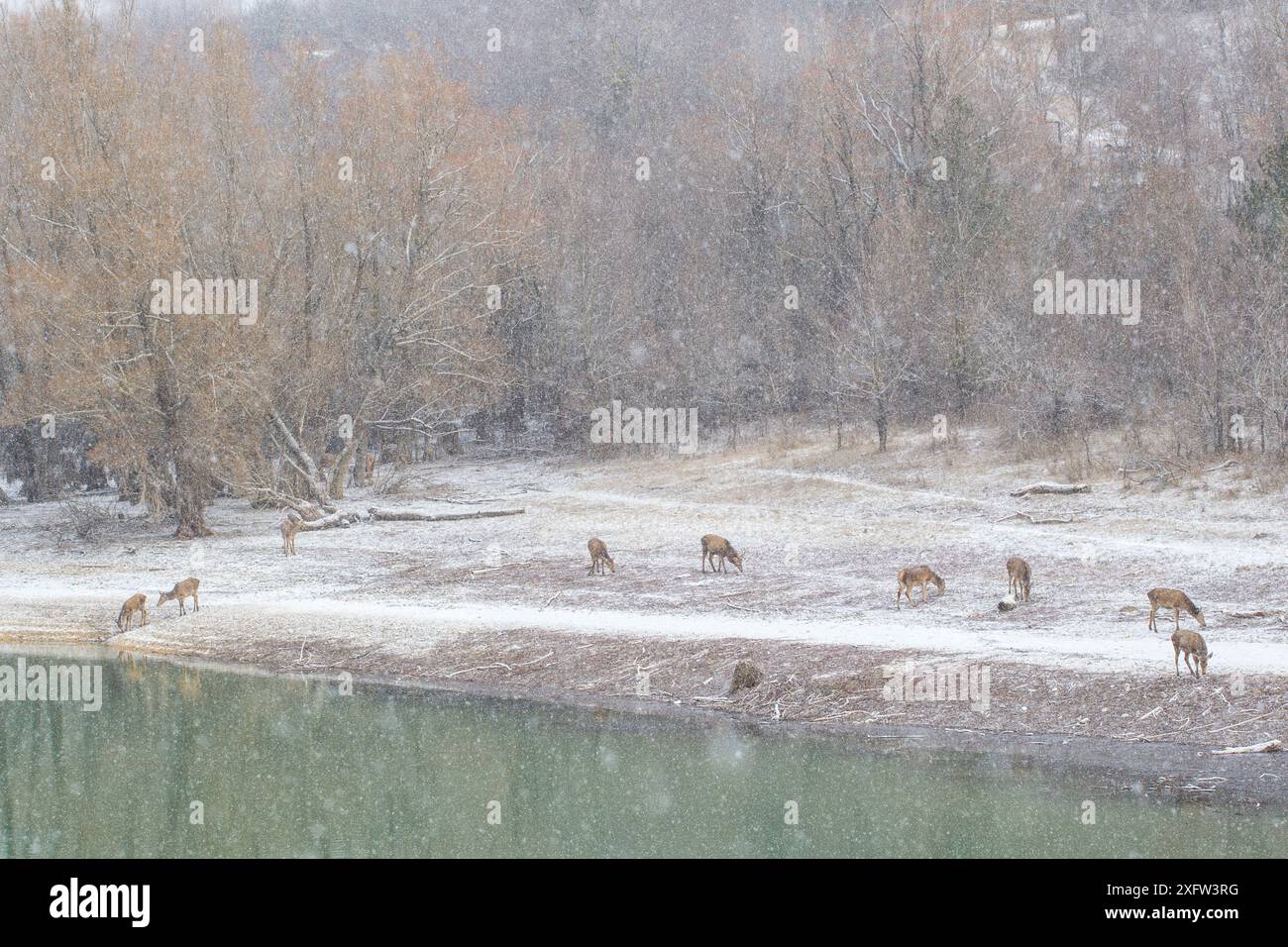 Cervo rosso (Cervus elaphus) che pascolano accanto al lago nella neve. Appennino centrale, Abruzzo, Italia, febbraio. Foto Stock