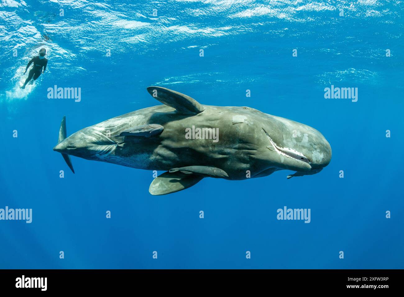 Capodoglio (Physeter macrocephalus) con Remoras (Echeneidae) e un tuffatore libero che nuota, Dominica, Mar dei Caraibi, Oceano Atlantico, specie vulnerabili. Foto Stock