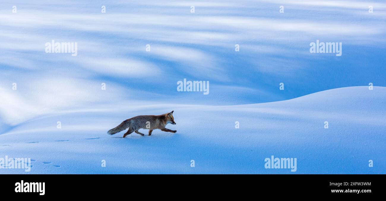 Red Fox (Vulpes vulpes vulpes) a piedi attraverso la neve. Appennino centrale, Molise, Italia, Febbraio. Foto Stock