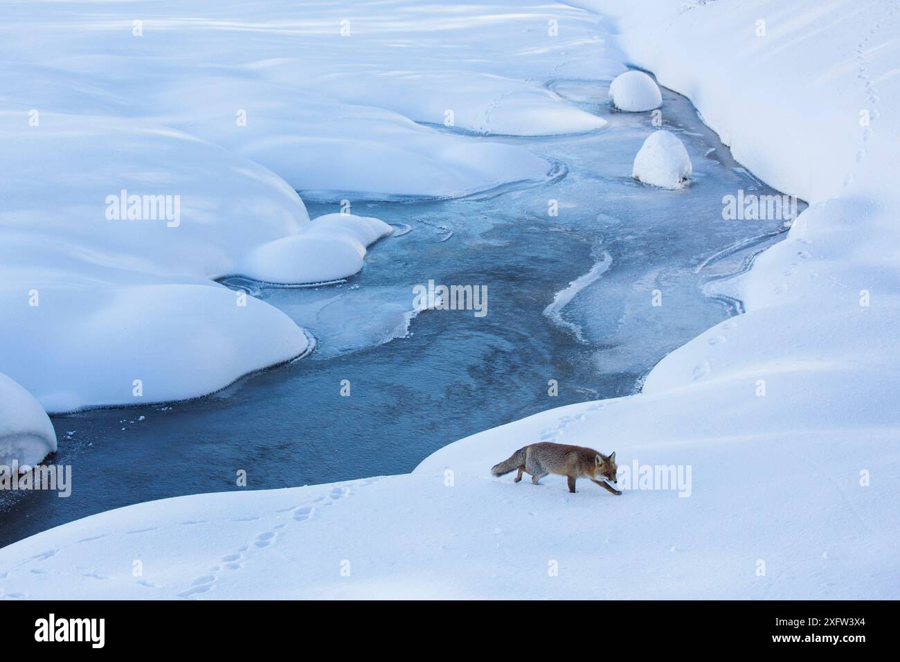 Red Fox (Vulpes vulpes vulpes) nel paesaggio innevato. Appennino centrale, Molise, Italia, Febbraio. Foto Stock