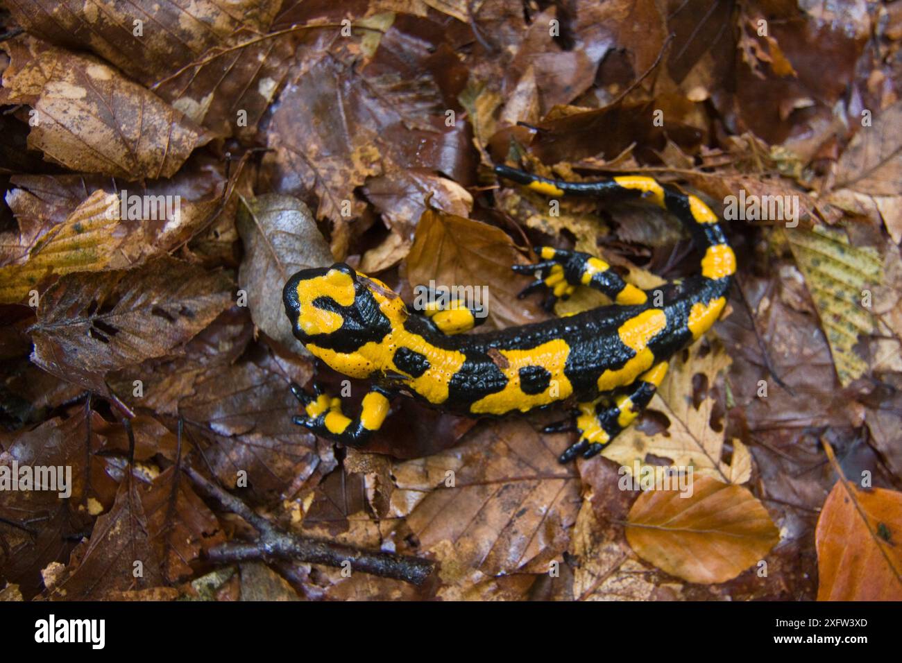 Salamandra appenninica (Salamandra salamandra gigliolii) sul fondo della foresta. Endemica dell'Appennino. Abruzzo, Italia. Foto Stock