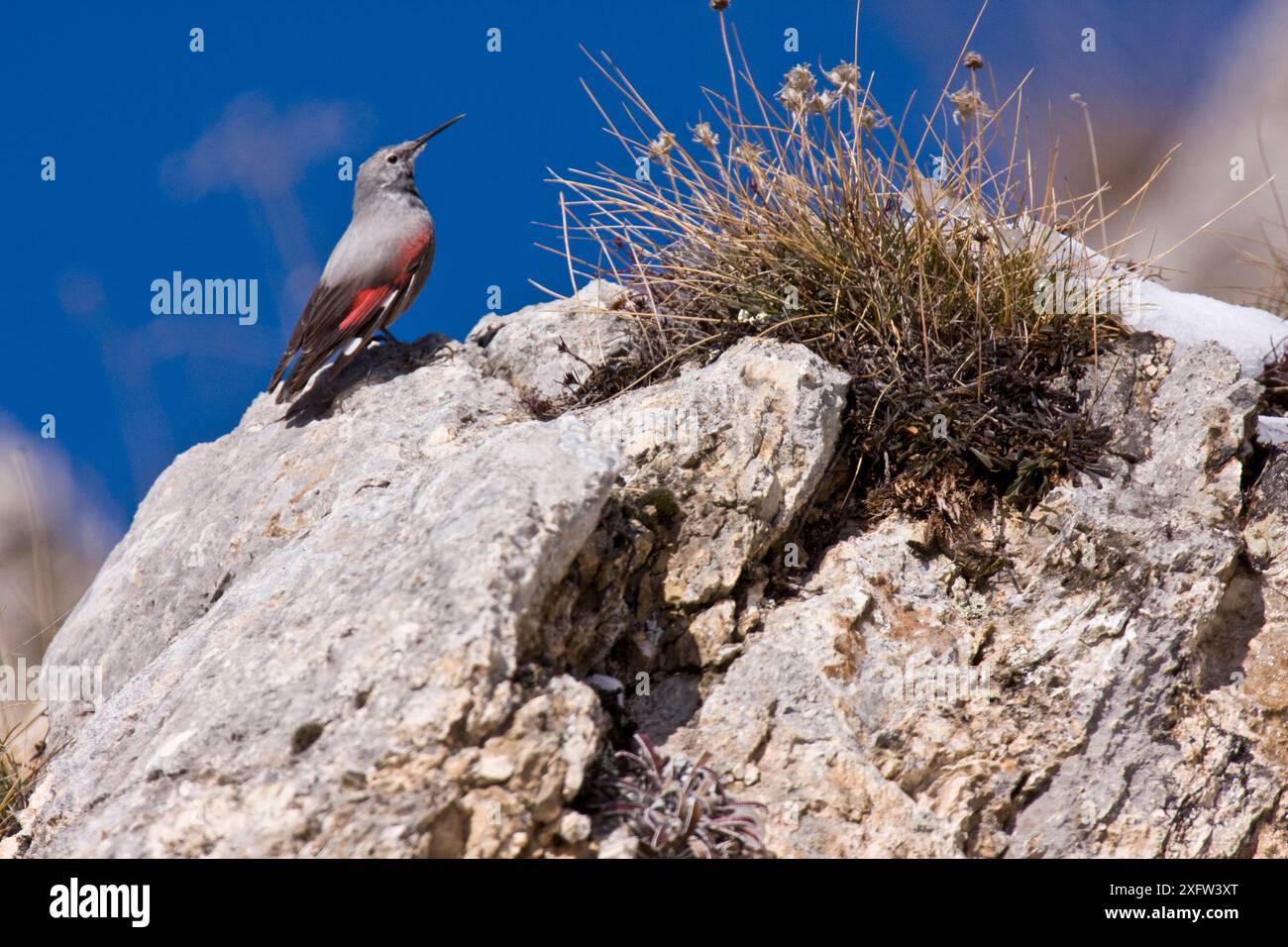 Wallcreeper (Tichodroma muraria) sulla roccia. Appennino centrale, Abruzzo, Italia, marzo. Foto Stock