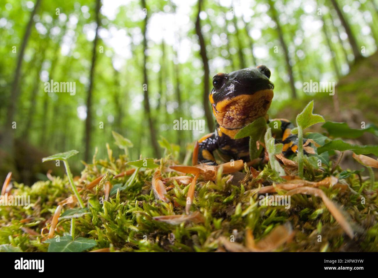 Salamandra appenninica (Salamandra salamandra gigliolii) sul fondo della foresta. Endemica dell'Appennino. Abruzzo, Italia, maggio. Foto Stock