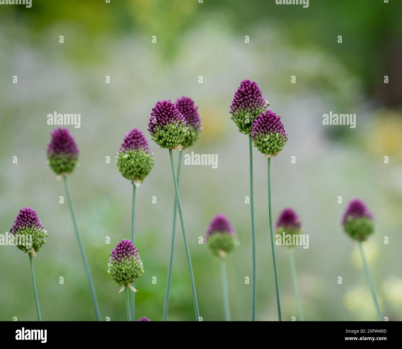 Fiori di aglio a testa tonda (Allium sphaerocephalon). Allium sphaerocephalon, noto come porro a testa tonda, aglio a testa tonda, cipolla a testa sferica. Foto Stock