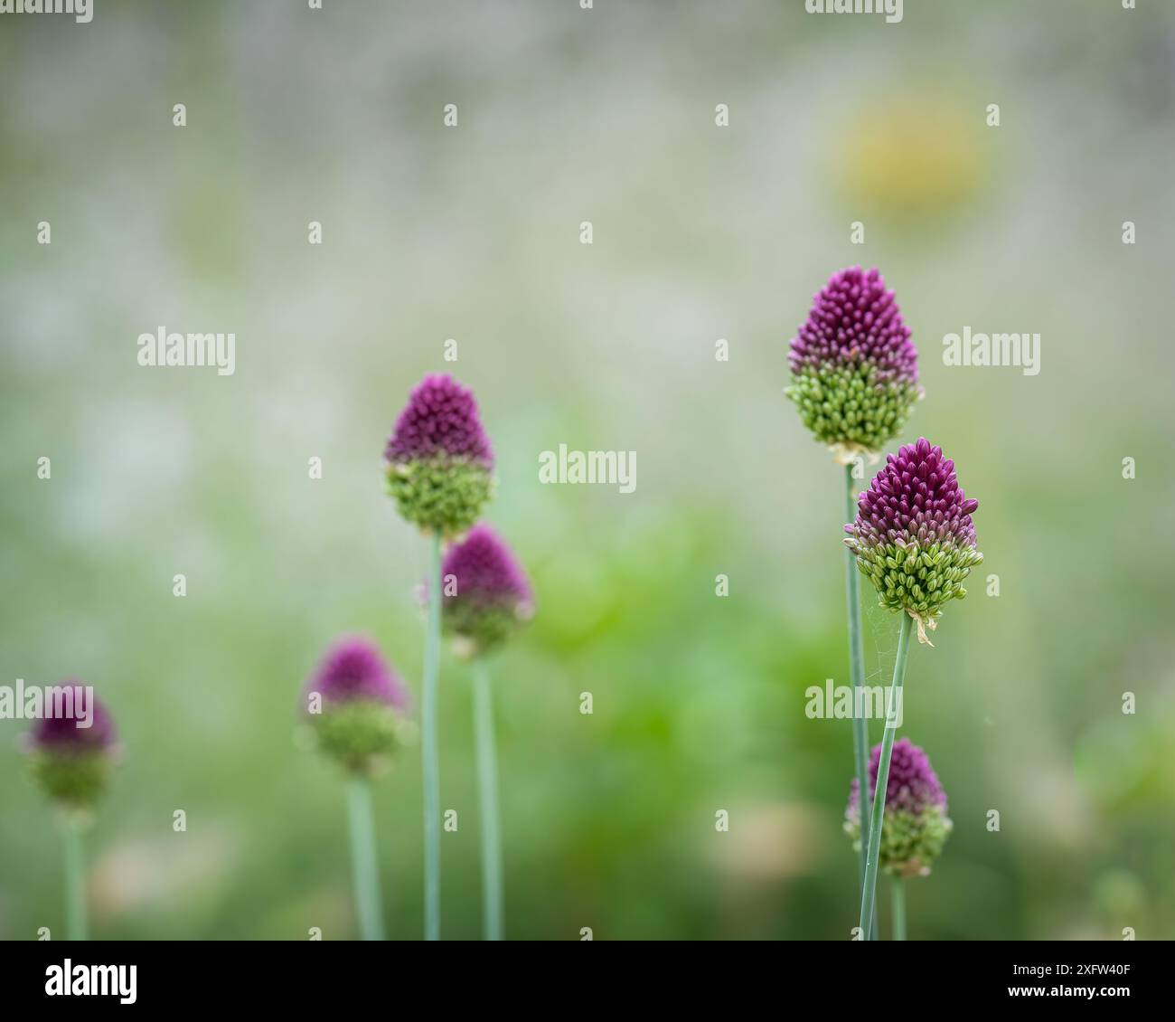 Fiori di aglio a testa tonda (Allium sphaerocephalon). Allium sphaerocephalon, noto come porro a testa tonda, aglio a testa tonda, cipolla a testa sferica. Foto Stock