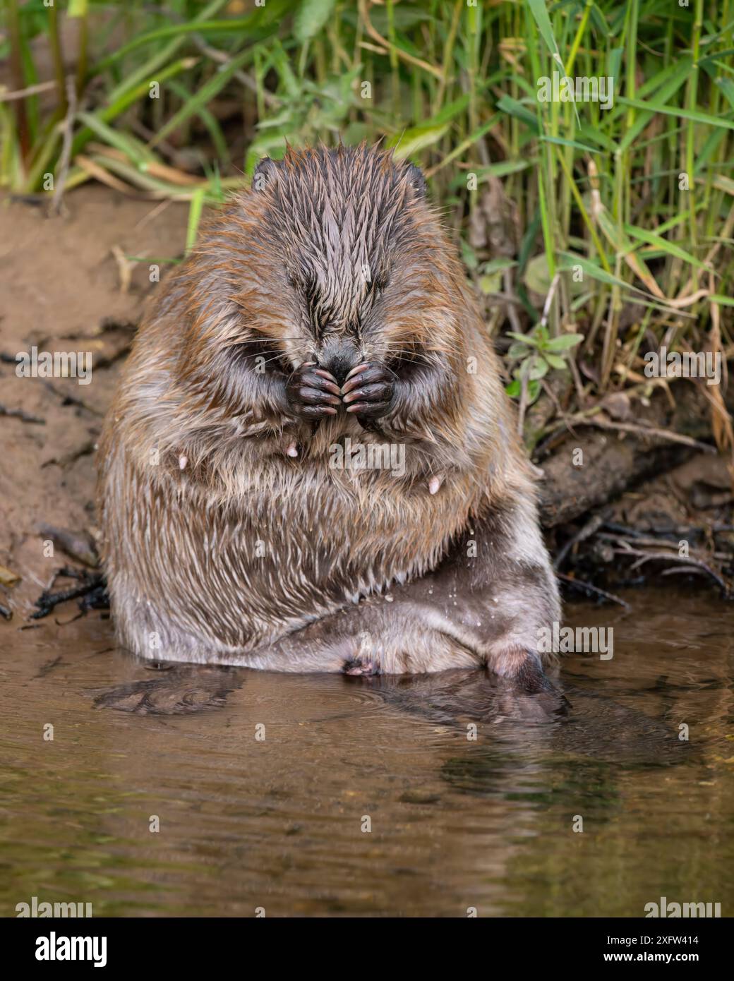 Allattamento di castoro femmina che si lava e si pulisce sul lato di un fiume Foto Stock