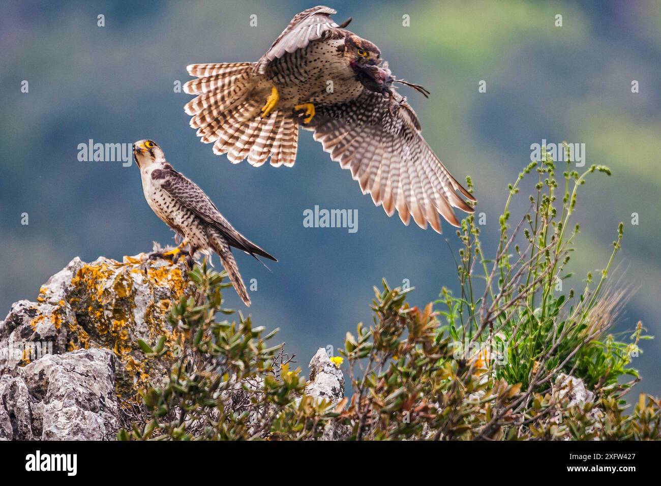 Falco europeo di Lanner (Falco biarmicus feldeggi) scambio di prede tra maschio adulto e femmina più grande. Appennino centrale, Italia, aprile. Foto Stock