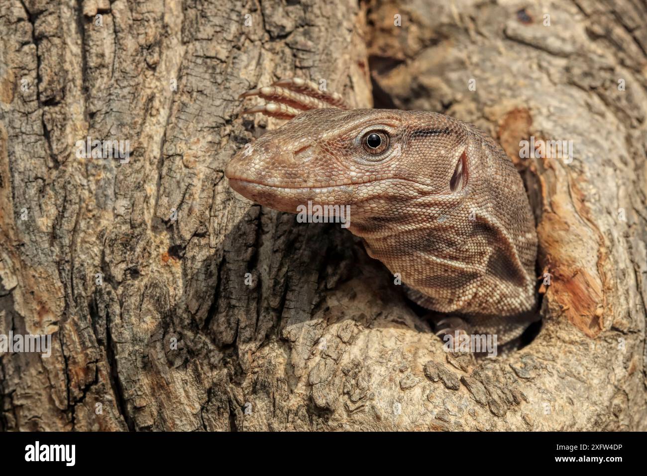 Varano del Bengala (Varanus bengalensis) in un albero che guarda fuori dal buco, Ranthambhore, India. Foto Stock