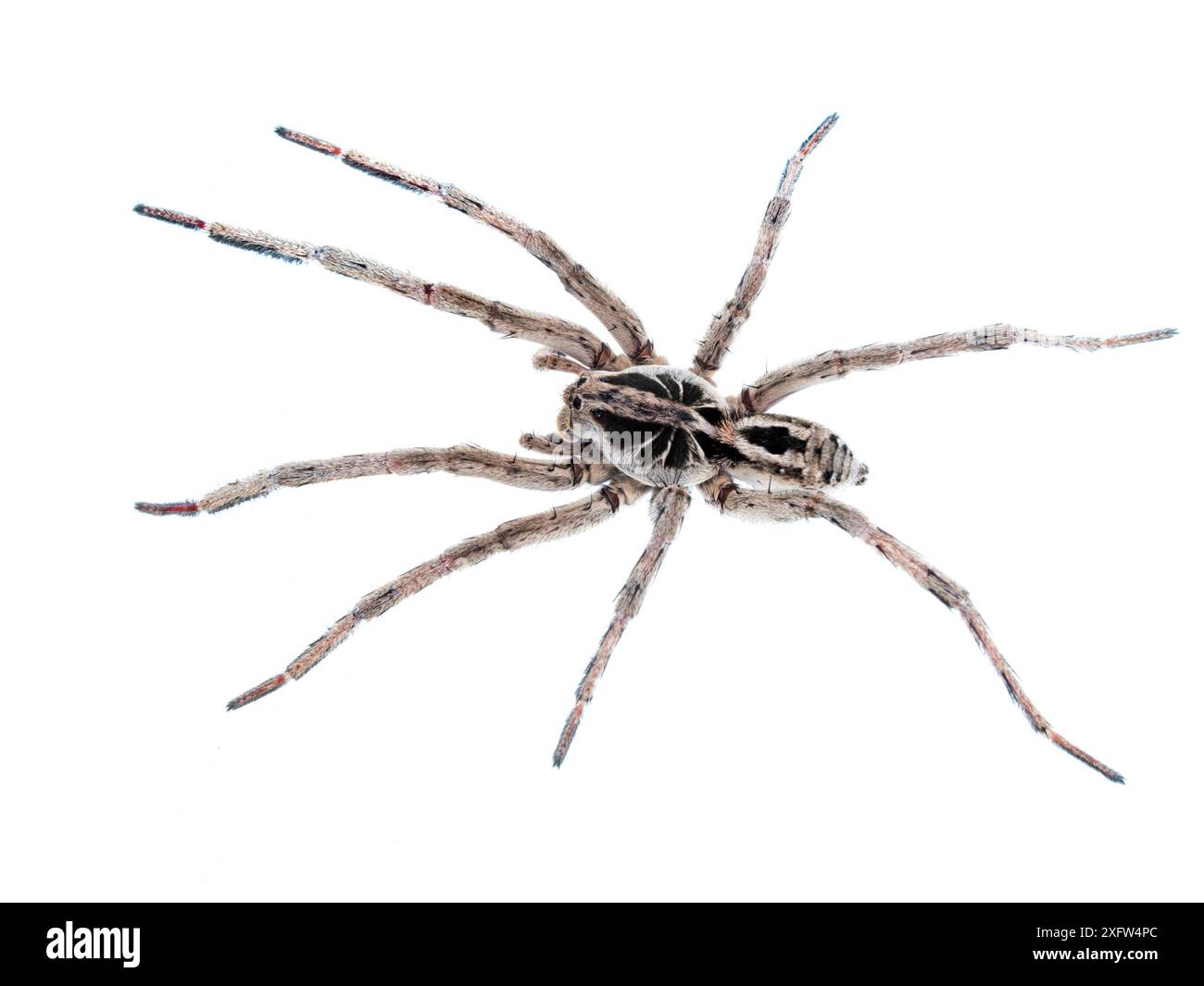 Lupo ragno (Lycosa erythrognatha) maschio, Tapirai, San Paolo, Brasile. Foresta atlantica. Progetto Meetyourneighbors.net. Foto Stock