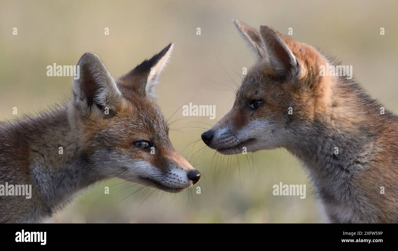 Red Fox (Vulpes vulpes) cuccioli, Vosges, Francia, luglio. Foto Stock