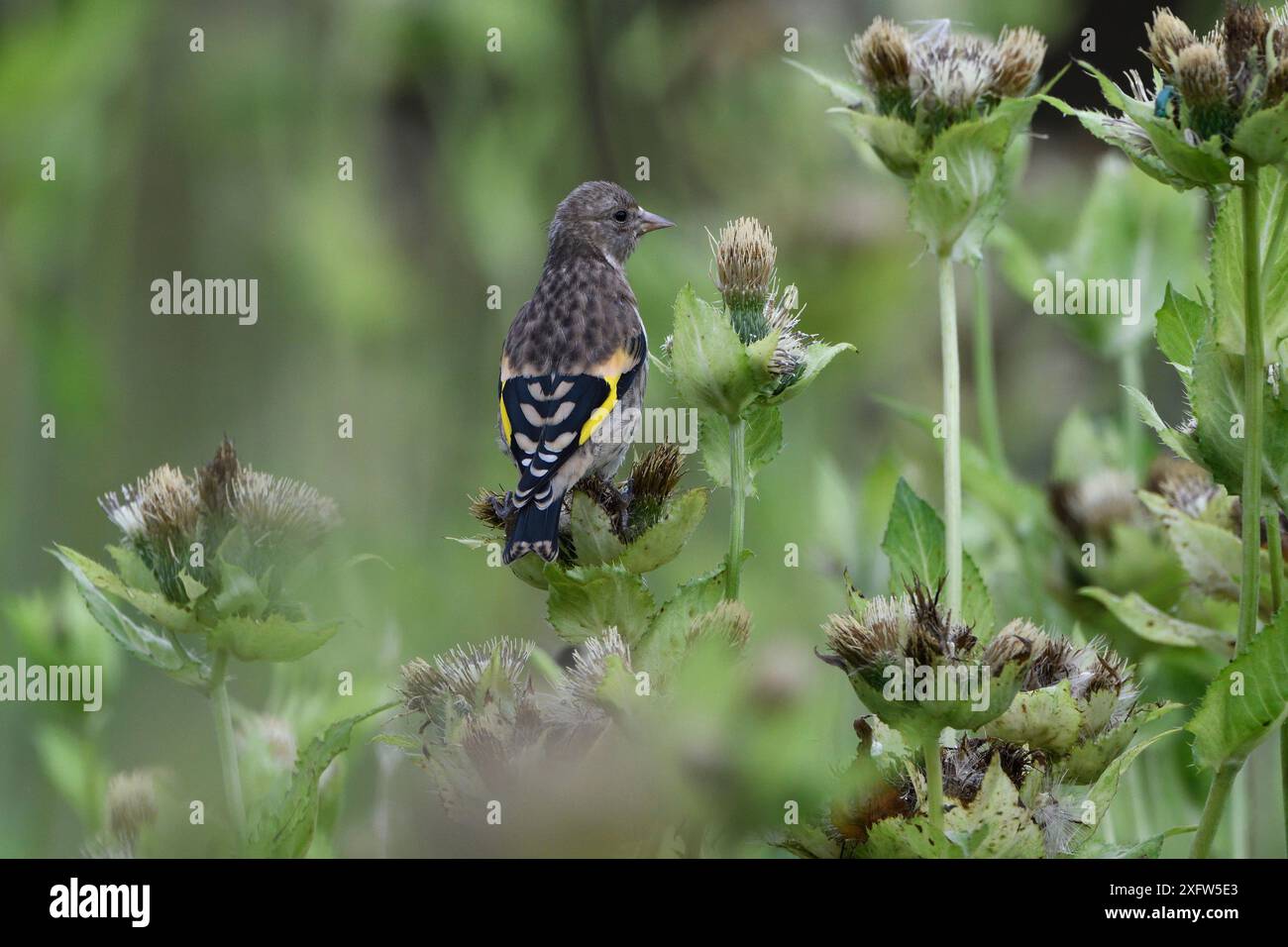 European goldfinch (Carduelis carduelis) giovani che si nutrono di testa di semina, Vosgi, Francia. Agosto. Foto Stock