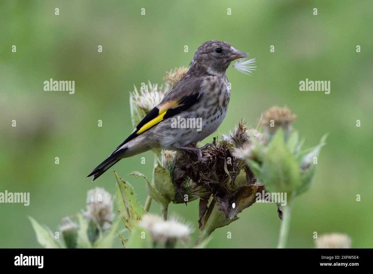 European goldfinch (Carduelis carduelis) giovani che si nutrono di testa di semina, Vosgi, Francia. Agosto. Foto Stock