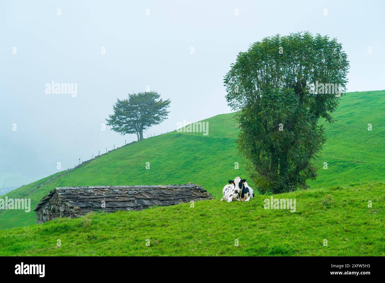 Mucca vicino a Cabanas Pasiega e prati, valle di Miera, Cantabria, Spagna. Ottobre 2017. Foto Stock