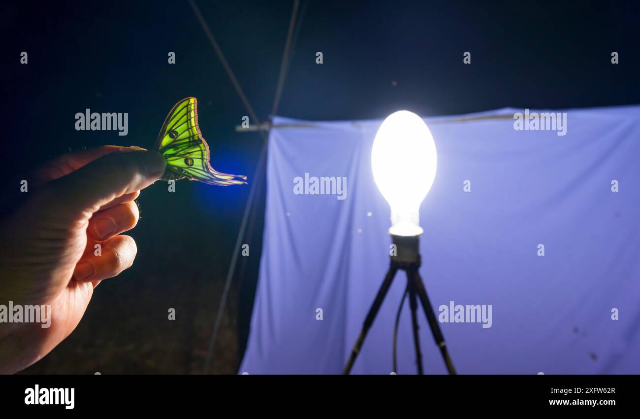 Falena della luna spagnola (Graellsia isabellae) maschio tenuta in mano umana, catturata di notte durante la ricerca scientifica. Parco naturale dei porti, Catalogna, Spagna. Giugno. Foto Stock