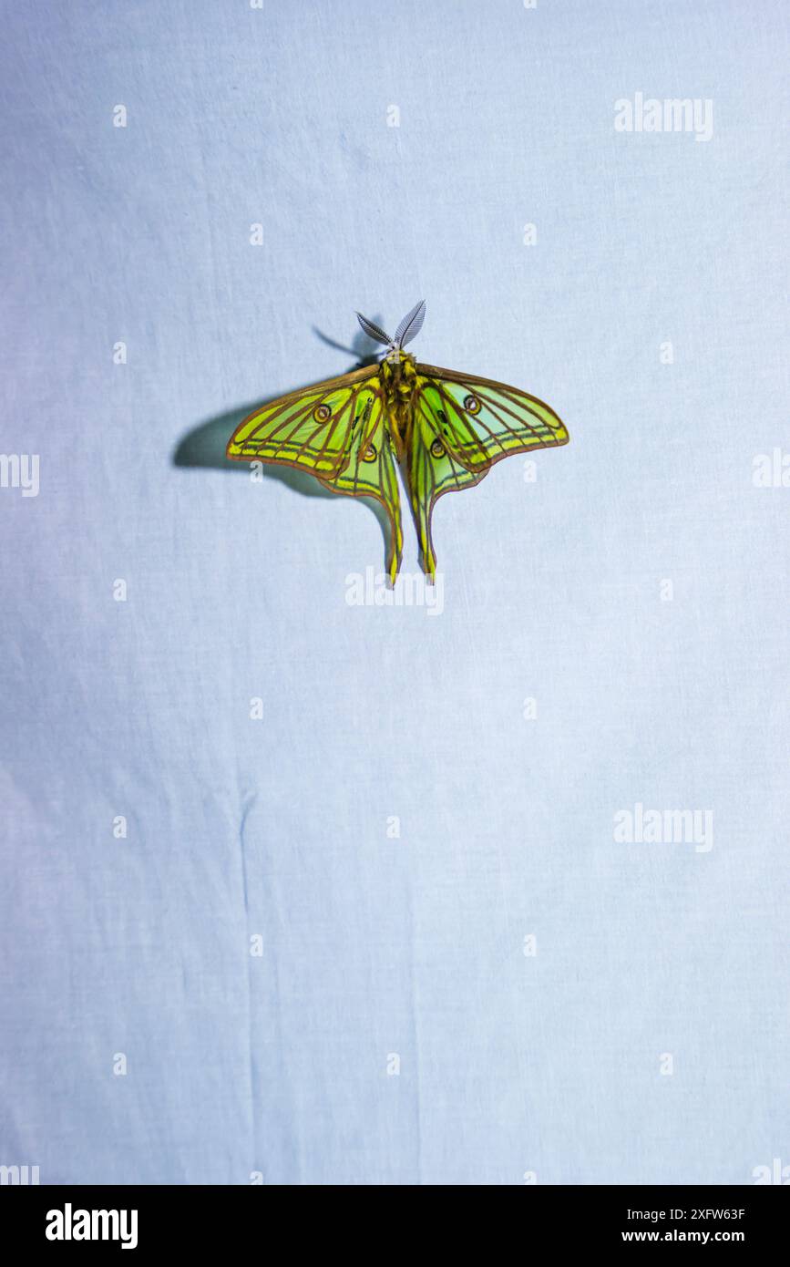 Le falene spagnole (Graellsia isabellae) maschili attratti dalla luce bianca durante la notte durante la ricerca scientifica, il Parco naturale dei porti, Catalogna, Spagna. Giugno. Foto Stock