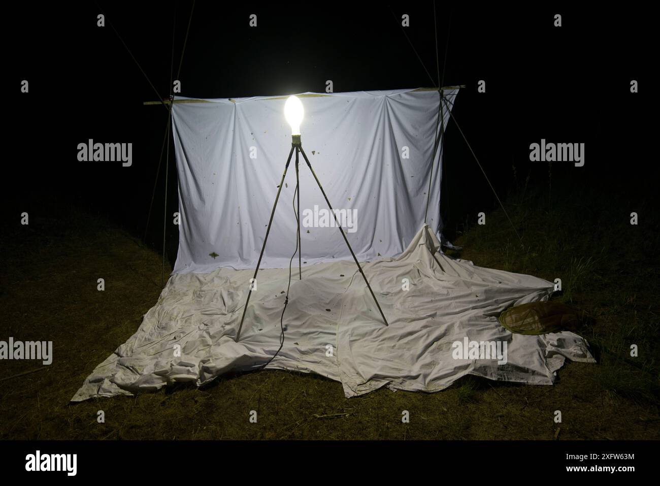 Lastre bianche e luci per attrarre falene per lo studio scientifico sulla falena lunare spagnola (Graellsia isabellae), il Parco naturale dei porti, Spagna, giugno. Foto Stock