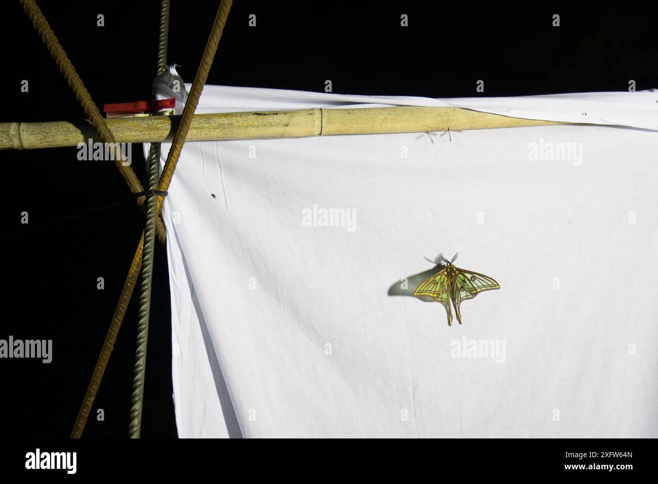 Le falene spagnole (Graellsia isabellae) maschili attratti dalla luce bianca durante la notte durante la ricerca scientifica, il Parco naturale dei porti, Catalogna, Spagna. Giugno. Foto Stock