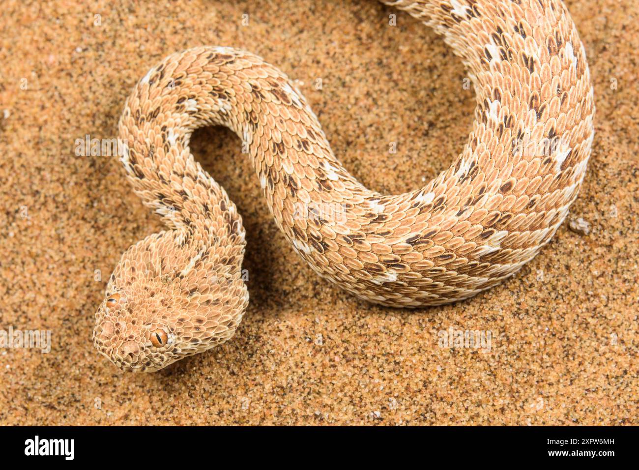 Ritratto individuale per adulti della parte addetta di Peringuey (Bitis peringueyi). Swakopmund, Dorob National Park, Namibia Foto Stock