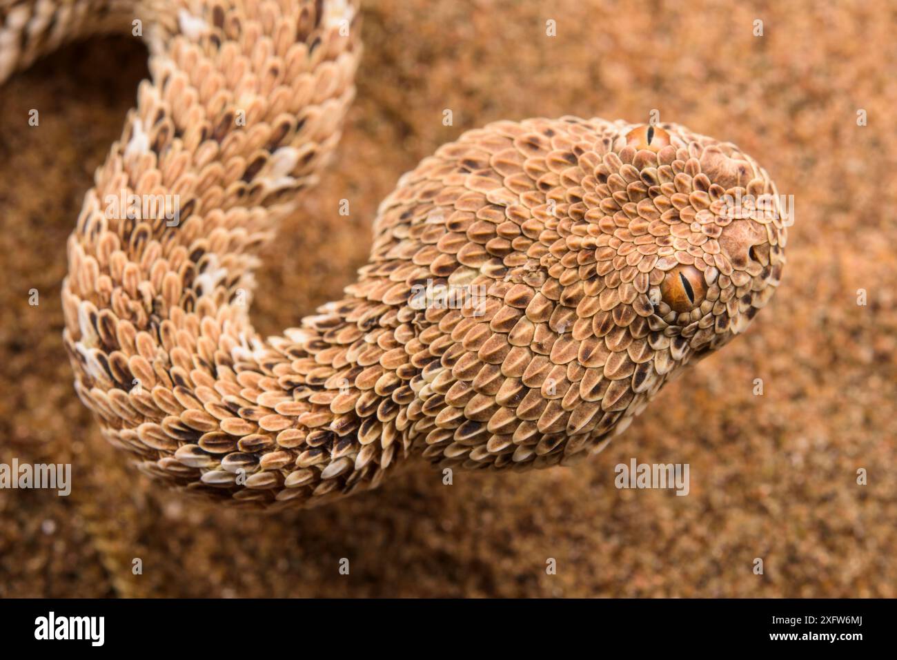Ritratto individuale per adulti della parte addetta di Peringuey (Bitis peringueyi). Swakopmund, Dorob National Park, Namibia Foto Stock