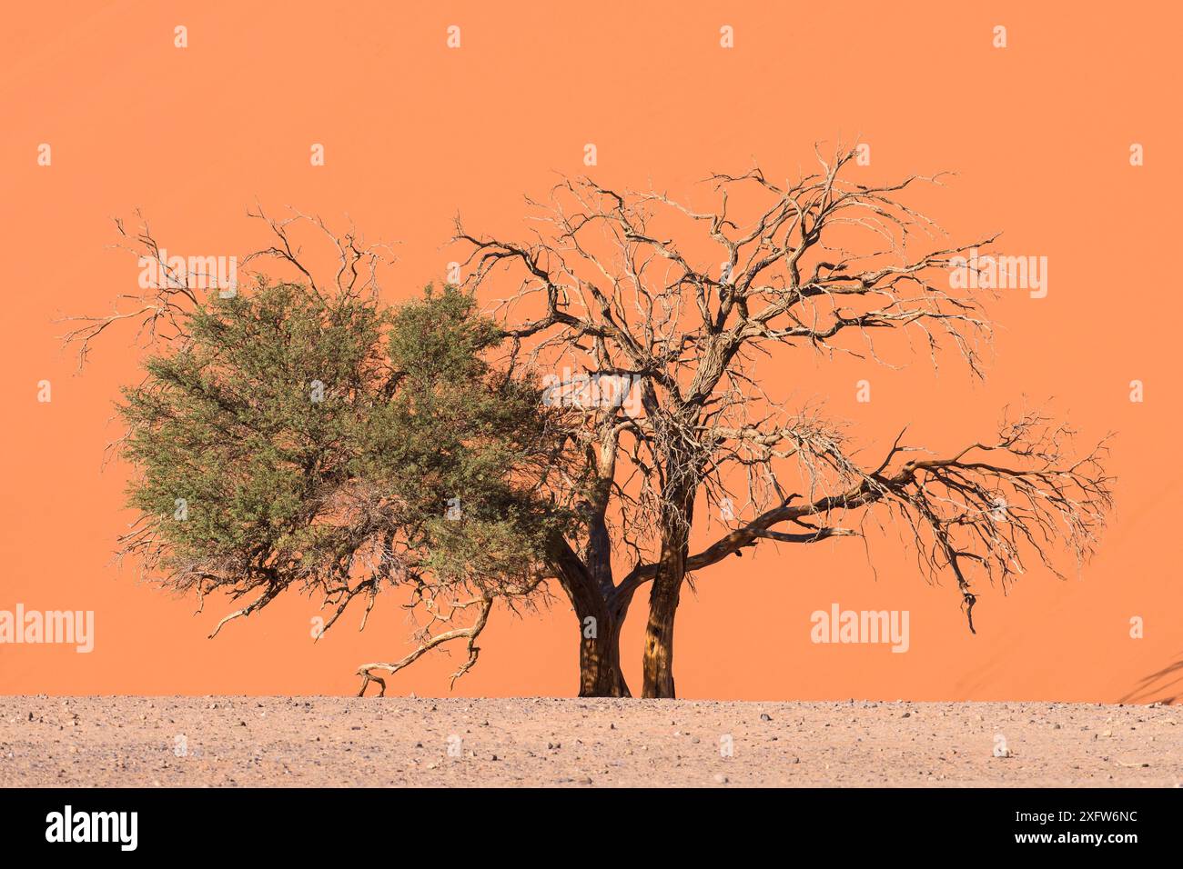 Albero di spina dorsale (Acacia erioloba) mezzo morto e vicino alle dune, alla zona di Sossusvlei, al parco nazionale Namib-Naukluft, al deserto del Namib, alla Namibia Foto Stock