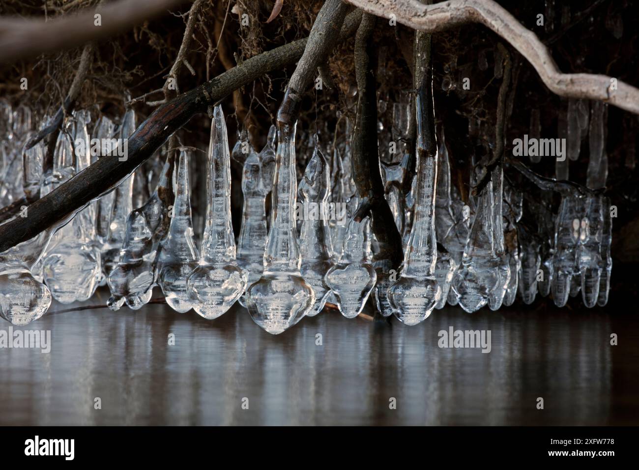 Ghiaccio, formatosi ai margini del lago, Maryland, USA. Gennaio. Foto Stock