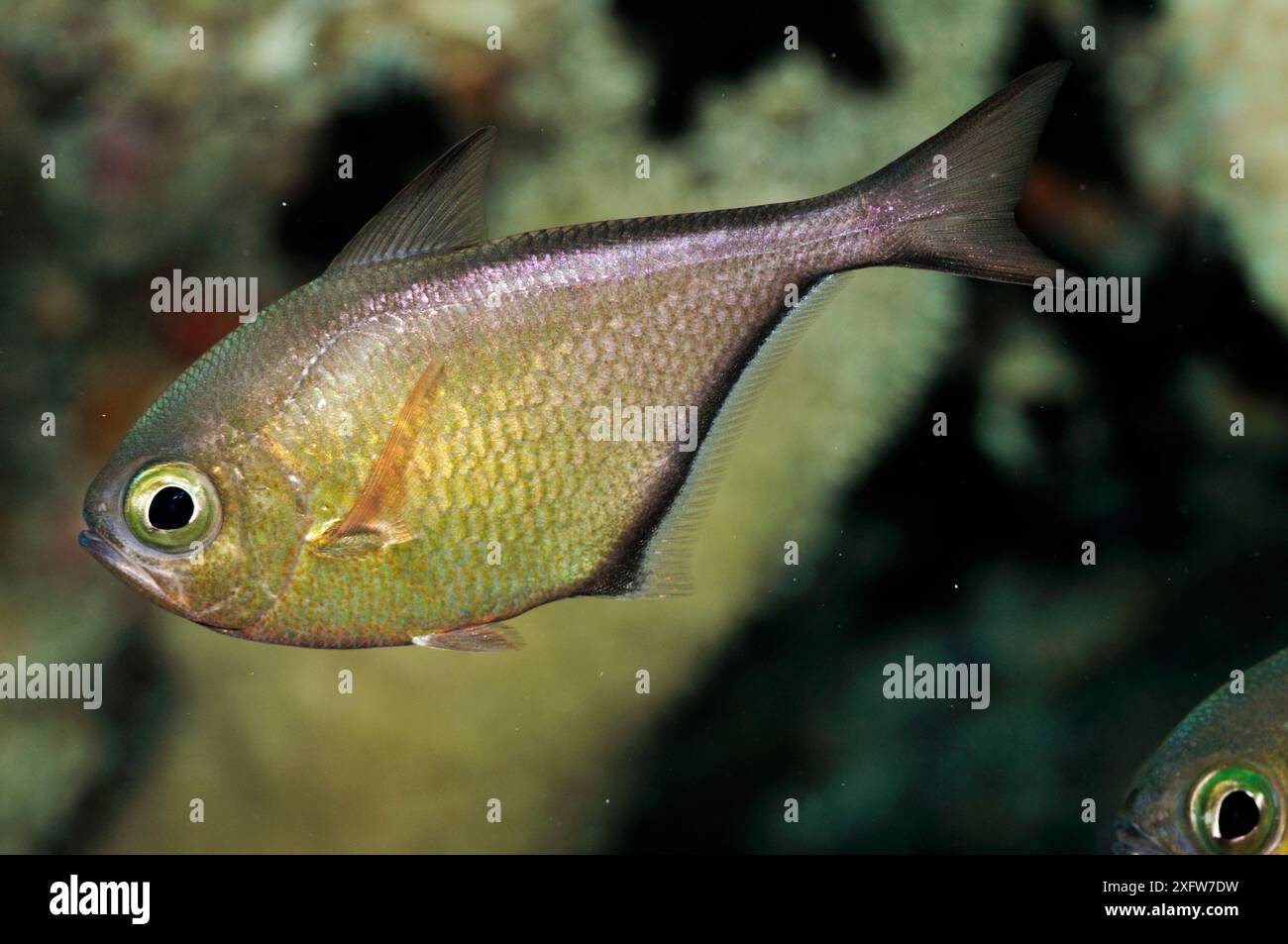 Spazzatrice dusky (Pempheris adusta), sul relitto della SS Thistlegorm SHa'ab Ali, Golfo di Suez, Egitto, Mar Rosso. Foto Stock