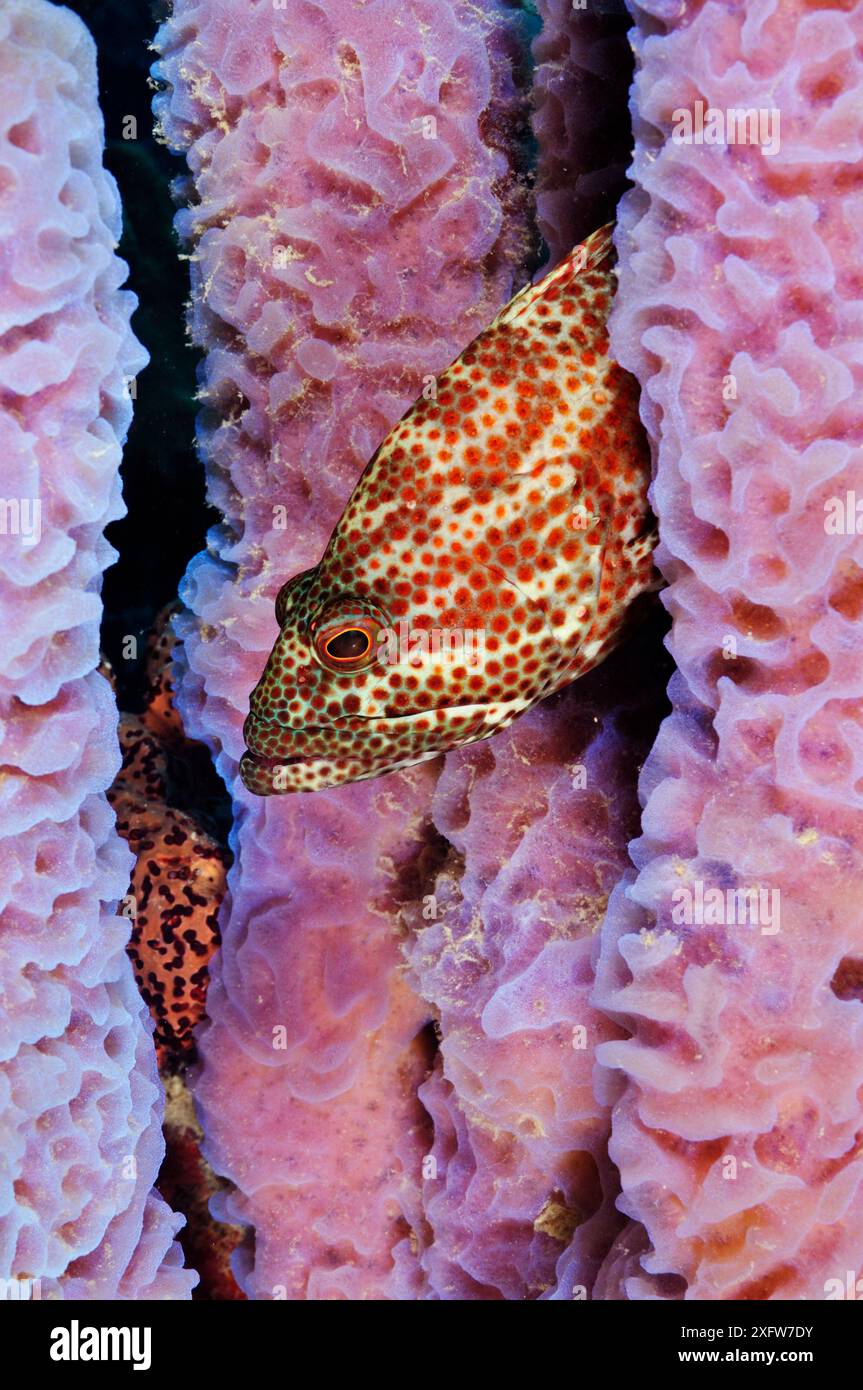 Cernie in spugna di vaso Azure (Callyspongia plicifera) Bonaire, Antille Leeward, Caraibi. Foto Stock