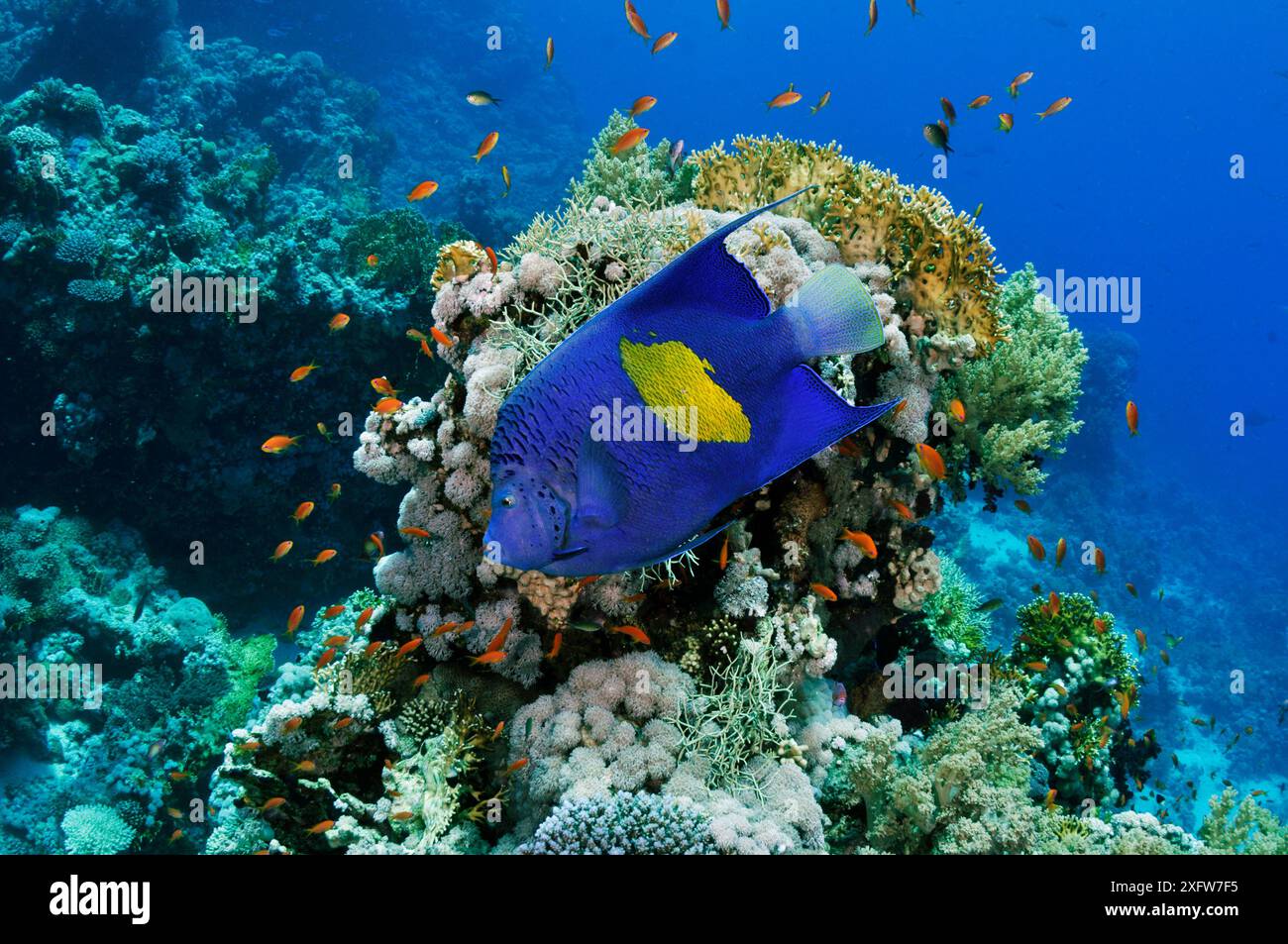 Pesce angelo di Yellowbar (Pomacanthus maculosus) sulla barriera corallina, con la barriera di squali Anthias (Pseudanthias squamipinnis) a Jolande, Parco Nazionale di Ras Mohammed, Egitto, Mar Rosso. Foto Stock