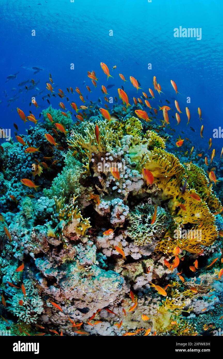 Barriera corallina con pesci di Anthias (Pseudanthias squamipinnis) e corallo di fuoco (Millepora dichotoma) Shark Reef a Jolande, Parco Nazionale di Ras Mohammed, Egitto, Mar Rosso. Foto Stock