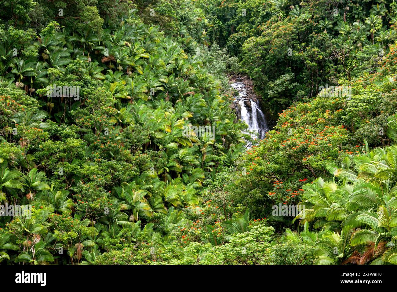 Cascate di Nanue lungo la Akoni Pule Highway (autostrada 270) con alberi di cocco nativi (Cocos nucifera) e tulipanulata africani invasivi (Spathodea campanulata), Hamakua Coast, Hawaii. Dicembre 2016. Foto Stock