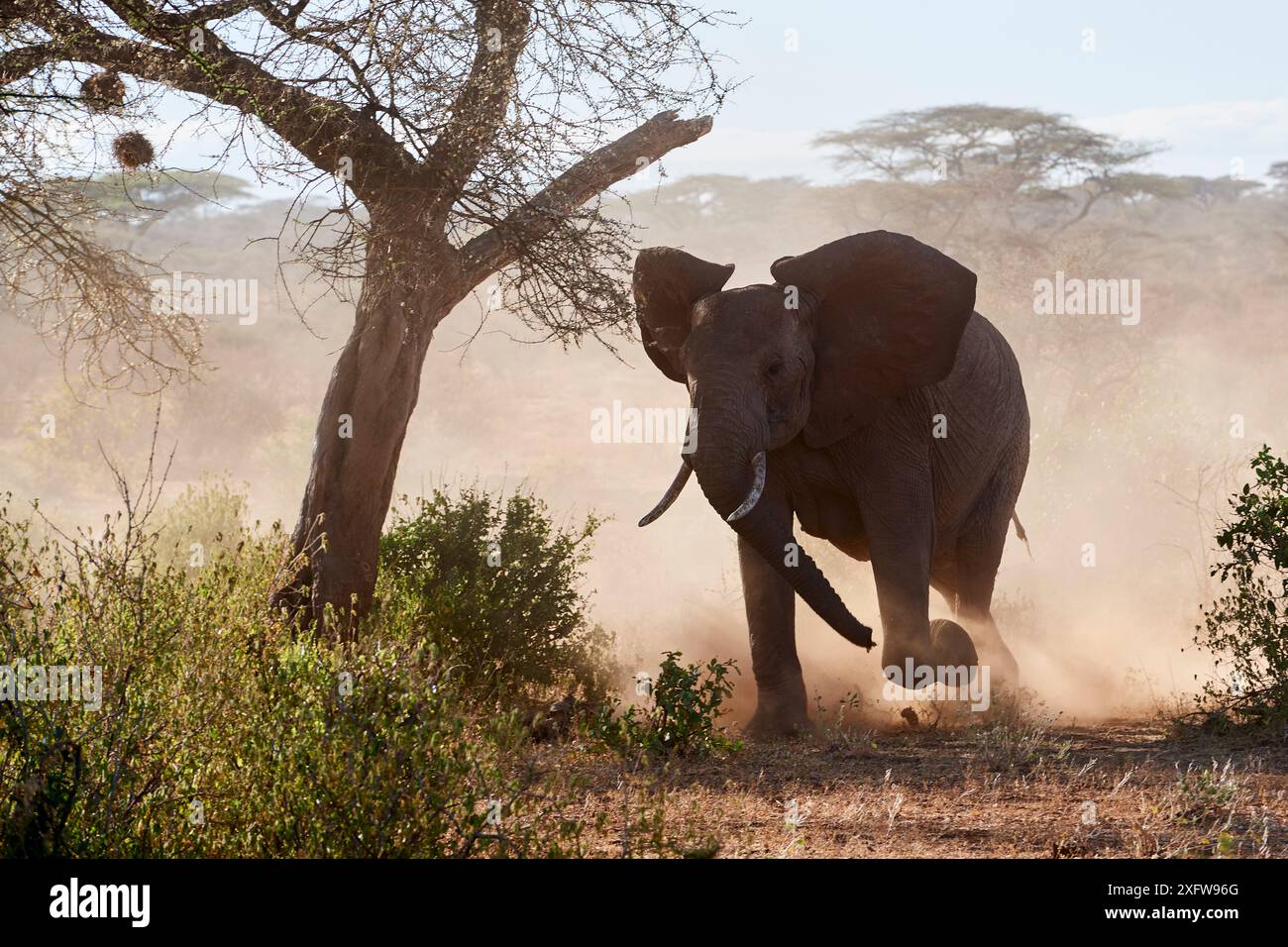 Elefante africano (loxodonta africana), riserva nazionale di Samburu, Kenya. Foto Stock