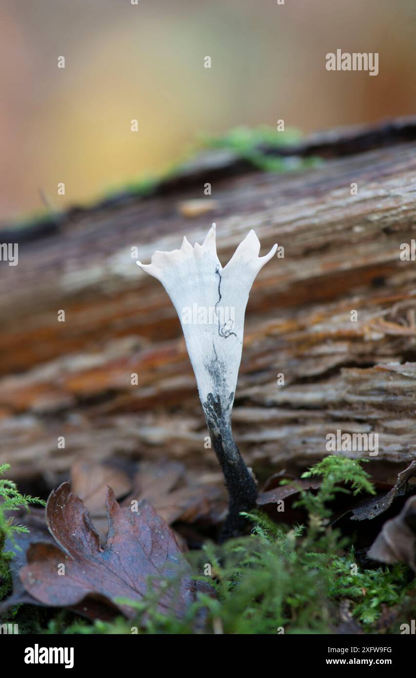 Candlesnuff fungus (Xylaria hypoxylon) Sussex, Inghilterra, Regno Unito. Foto Stock