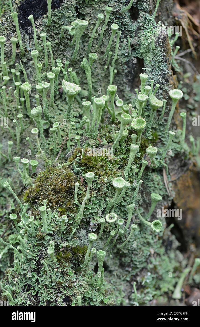 Lichen (Cladonia fimbriata) Surrey, Inghilterra, Regno Unito. Agosto. Foto Stock