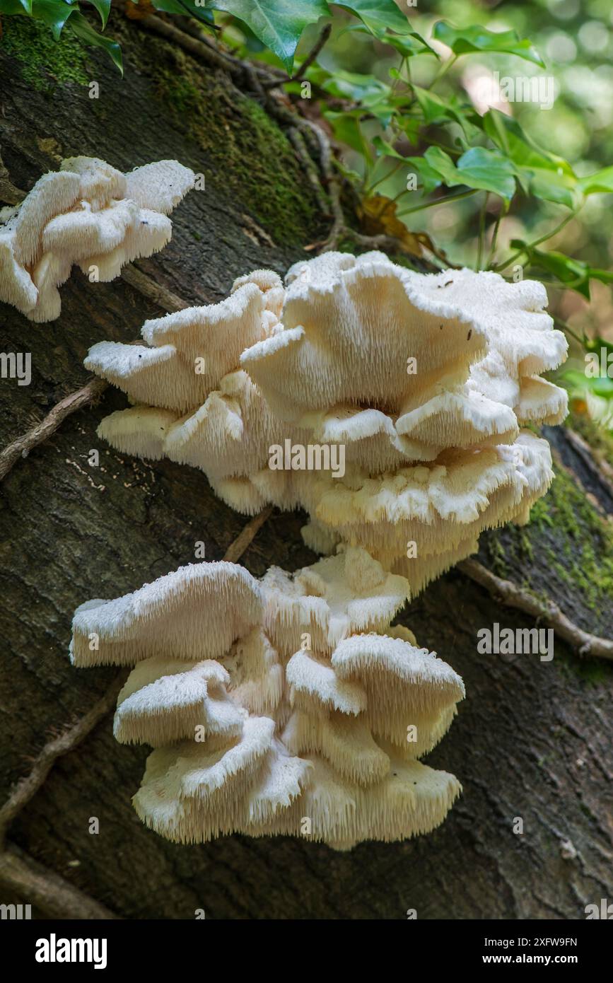 Fungo dentario a più livelli (Hericium cirrhatum) Sussex, Inghilterra, Regno Unito. Settembre. Foto Stock