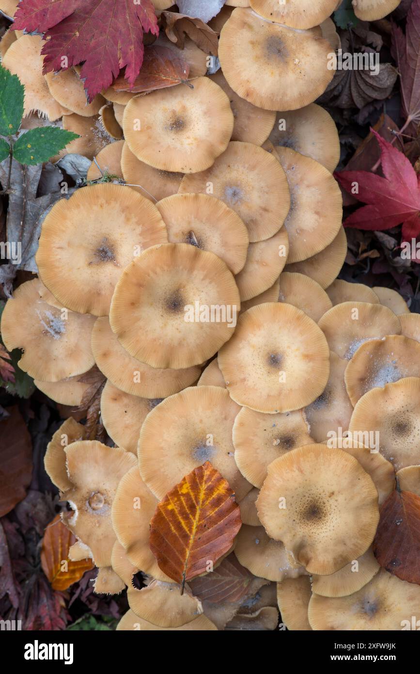 Fungo al miele (Armillaria mellea) Sussex, Inghilterra, Regno Unito, ottobre. Foto Stock