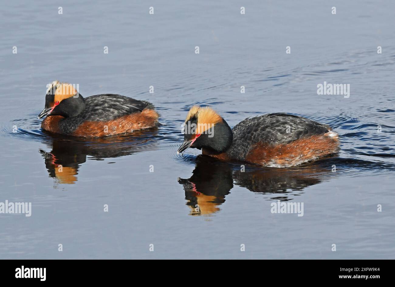 Coppia di Grebes (cornea) (Podiceps auritus) slavi che nuotano e chiamano in tandem come parte della loro mostra di corteggiamento. Kolvik, Porsanger, Finmark, Norvegia Foto Stock