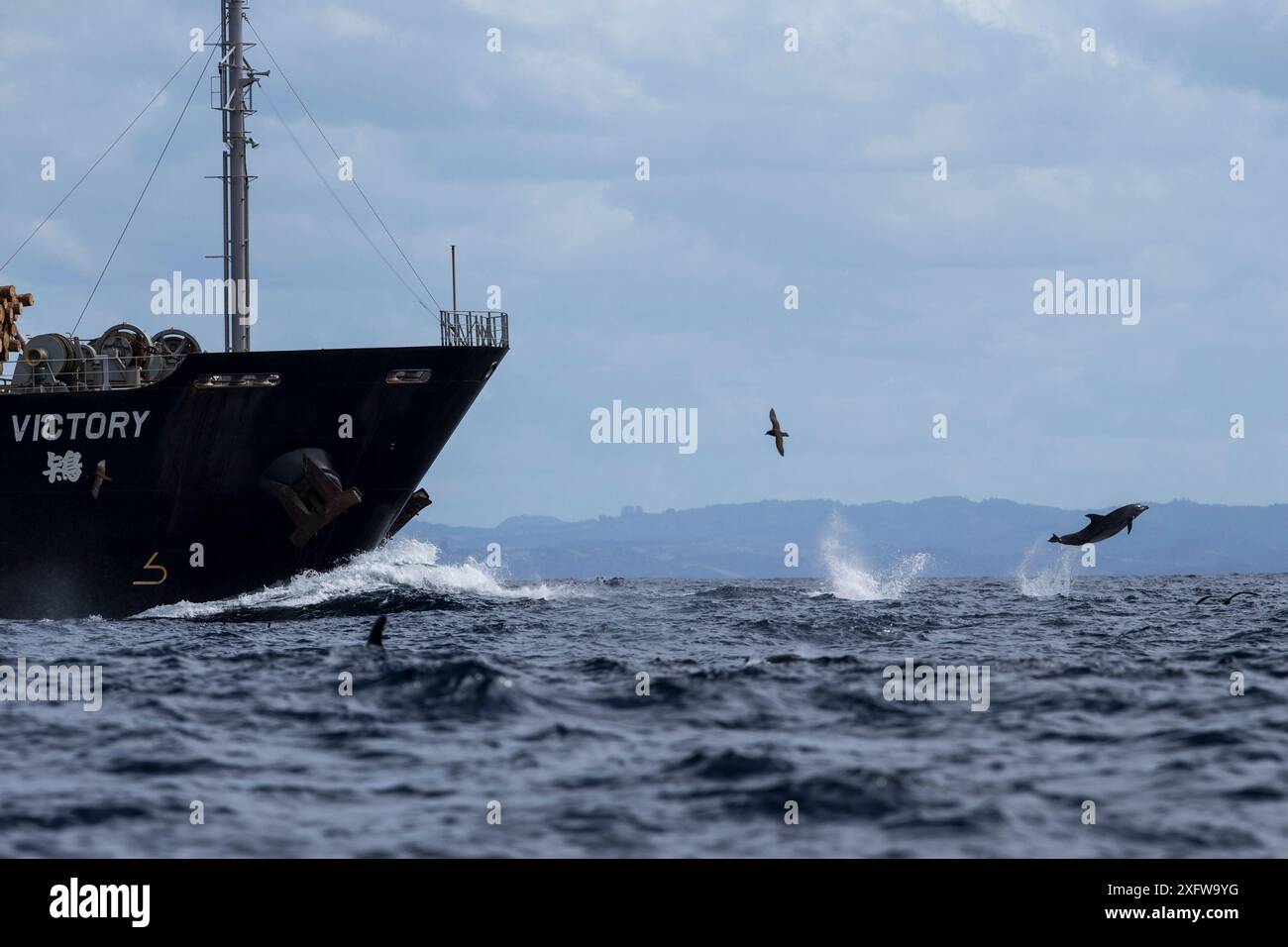 I delfini tursiopi (Tursiops truncatus) cavalcano la prua di una nave da taglio, solo a uso editoriale della nuova Zelanda settentrionale. Foto Stock