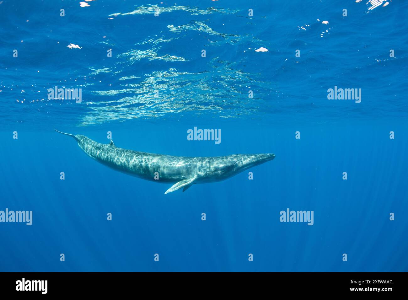 Bryde la balena (Balaenoptera edeni) Trincomalee, Provincia Orientale, Sri Lanka, Baia del Bengala, Oceano Indiano Foto Stock