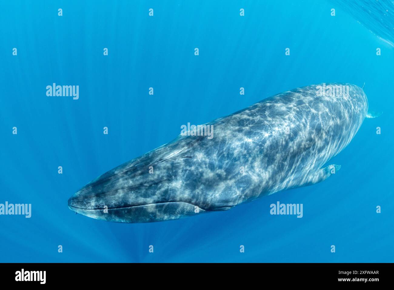 Bryde la balena (Balaenoptera edeni) Trincomalee, Provincia Orientale, Sri Lanka, Baia del Bengala, Oceano Indiano Foto Stock