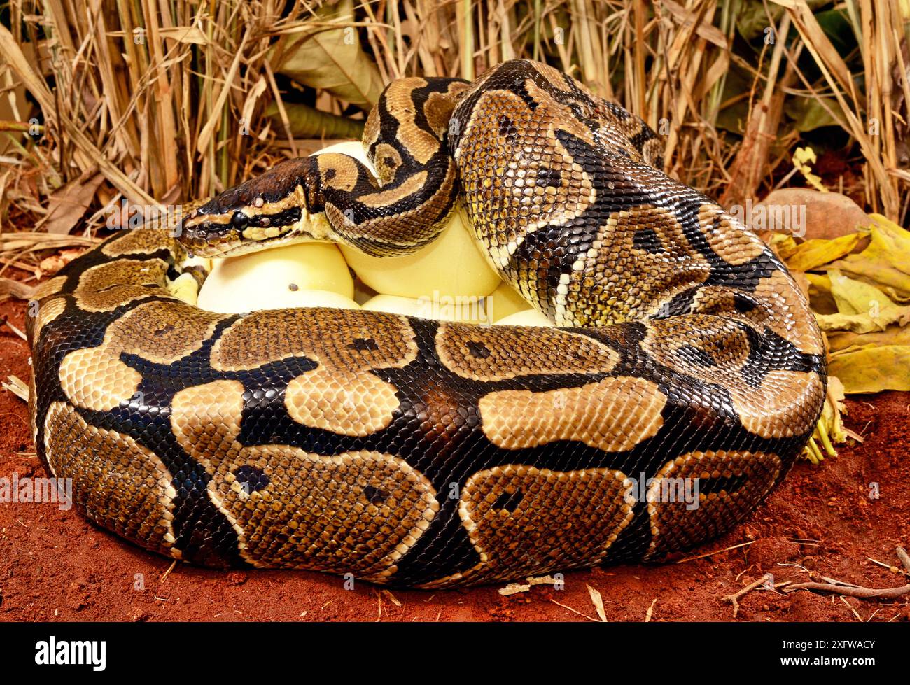 Pitone reale (Python regius) femmina con zecche sul lato della testa, uova incubate, Togo. Condizioni controllate Foto Stock