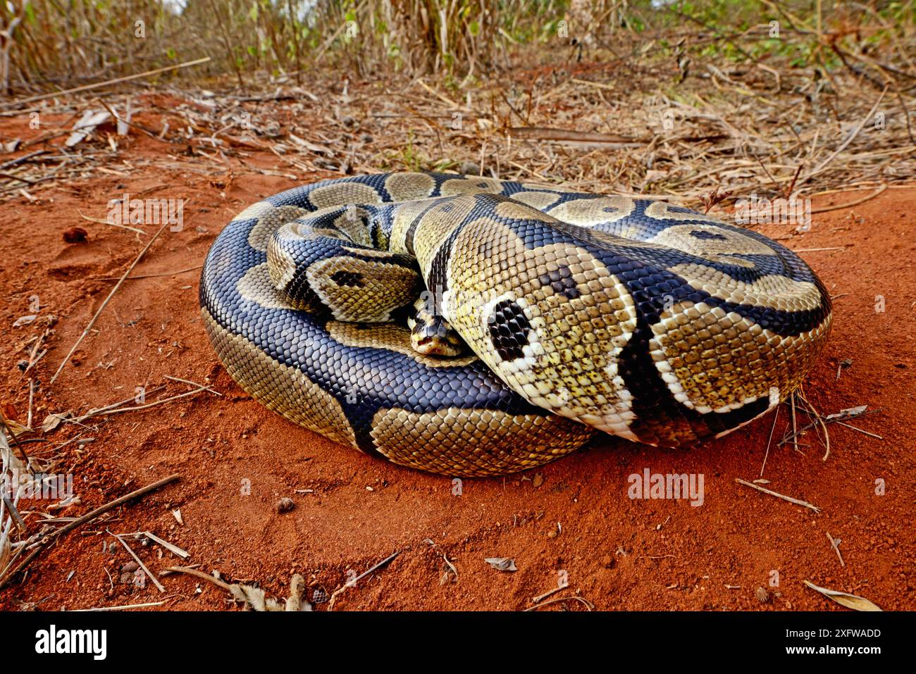 Il pitone reale (Python regius) si è infilato in una palla, Togo. Condizioni controllate Foto Stock