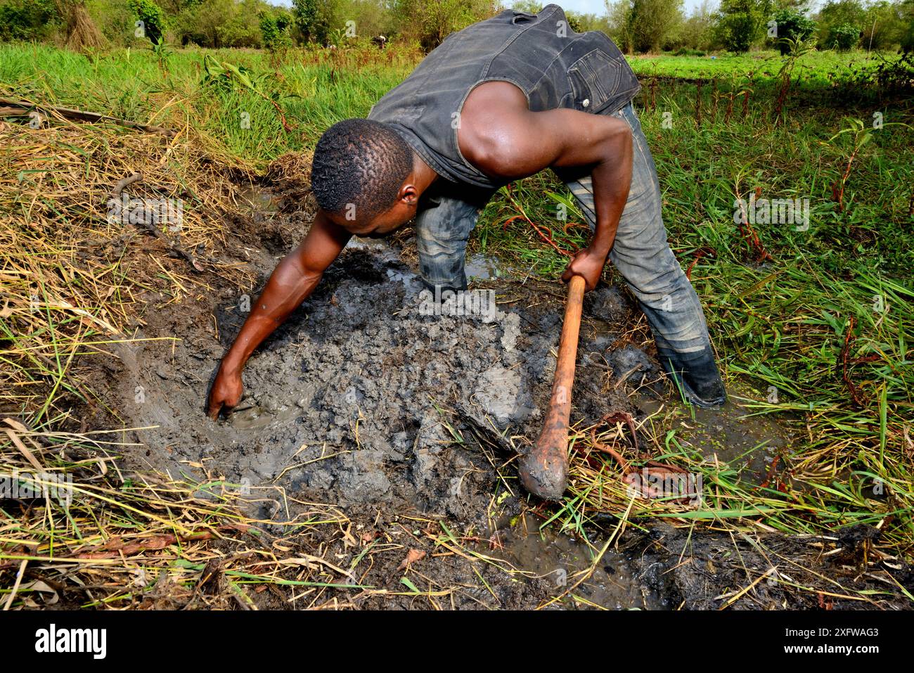 Uomo che cattura pesci lungari africani (Protopterus annectens annectens) sepolto nel fango del letto del fiume essiccato, Togo. Foto Stock