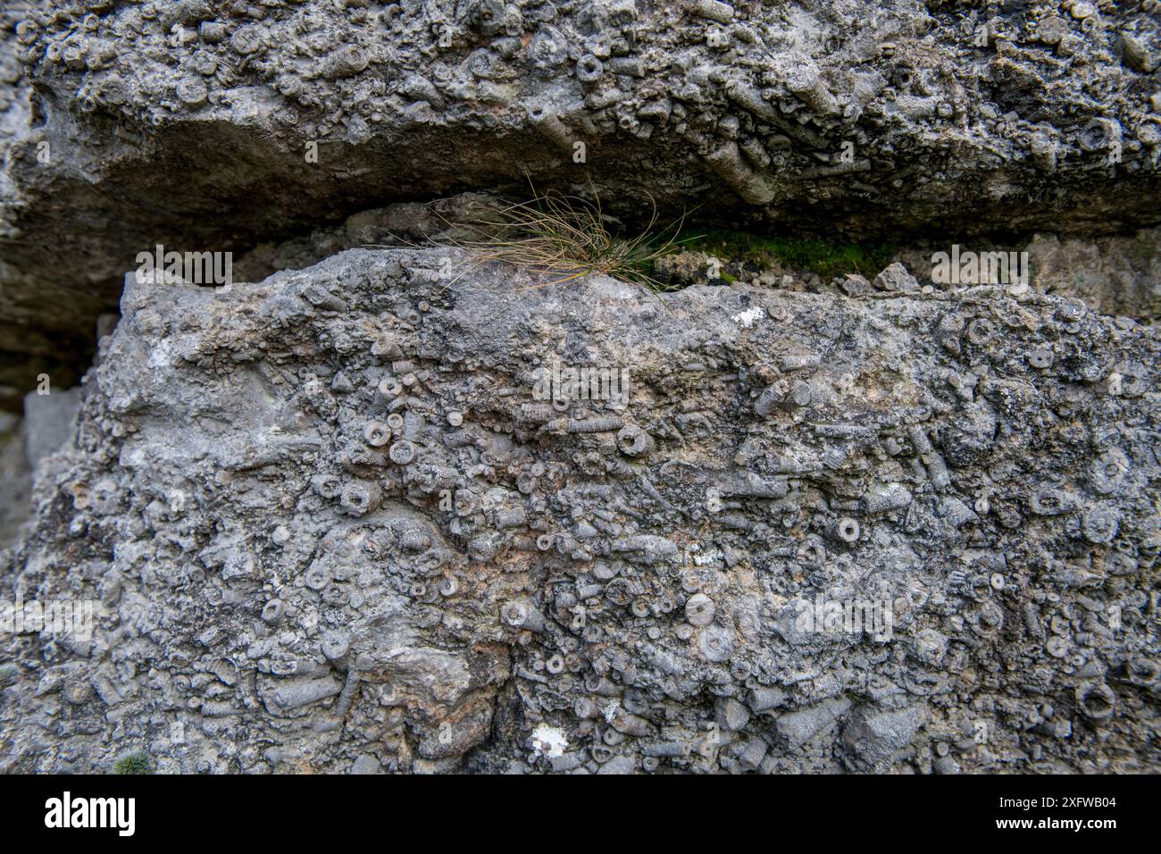 Carbonifeous (Dinantian) Crinoidal Limestone, Halkyn, Galles. Questo calcare è interamente costituito da frammenti di Crinoidi fossili. I Crinoidi sono simili ai Sea Lillys Foto Stock