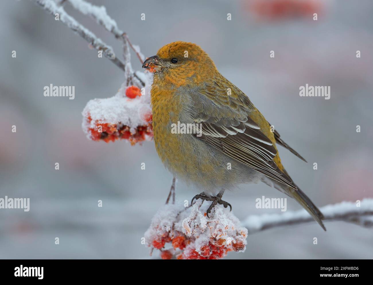 Pino grosbeak (Pinicola enucleator) giovane maschio, sull'albero di rowan con frutti di bosco innevati, Liminka, Finlandia, gennaio Foto Stock