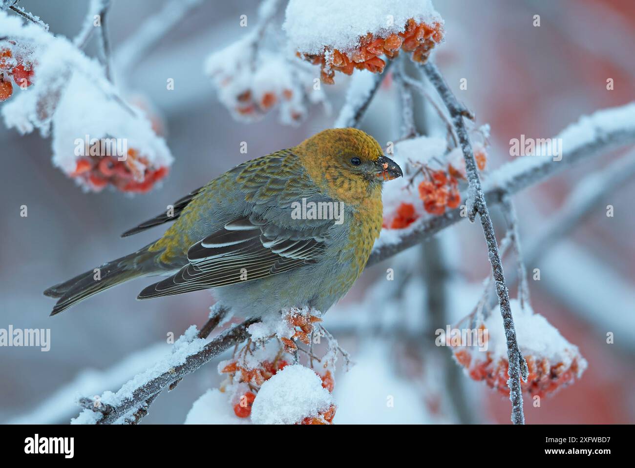 Pino grosbeak (Pinicola enucleator) giovane maschio sull'albero di rowan con frutti di bosco innevati, Liminka, Finlandia, gennaio Foto Stock