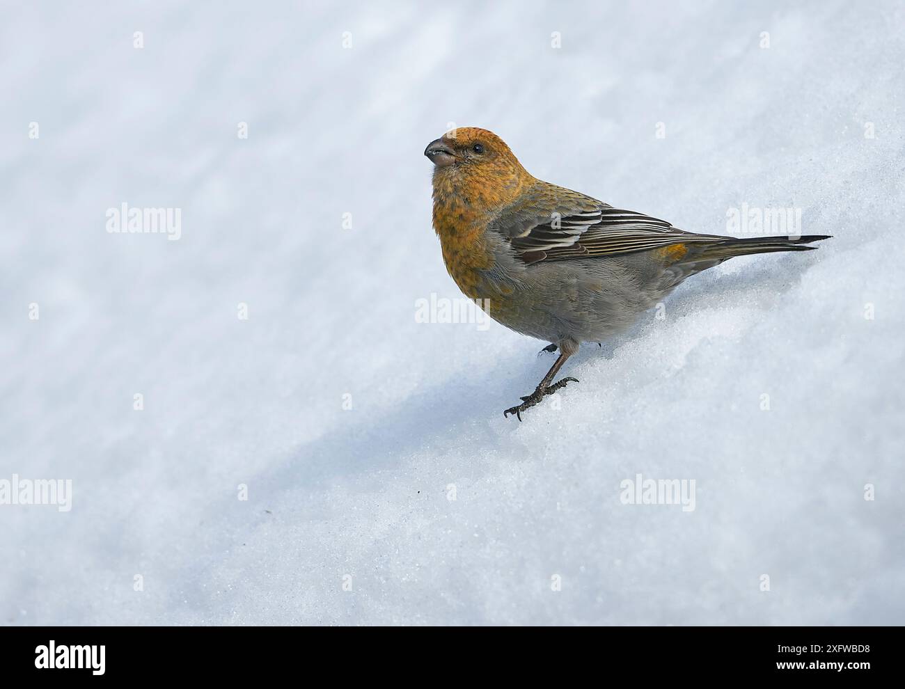 Pino grosbeak (Pinicola enucleator) giovane maschio sulla neve, Liminka, Finlandia, aprile. Foto Stock