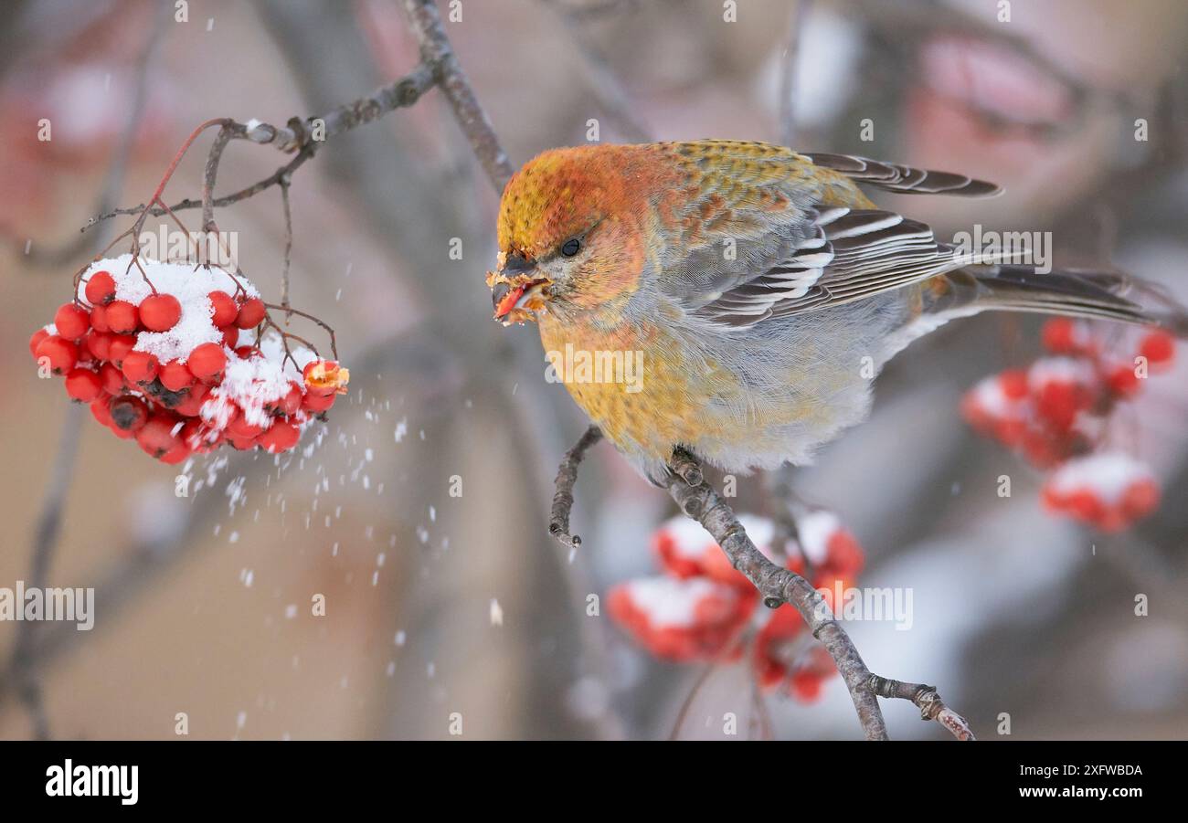 Pino grosbeak (Pinicola enucleator) giovane maschio, che si nutre di bacche di Rowan, Oulu, Finlandia, dicembre. Foto Stock