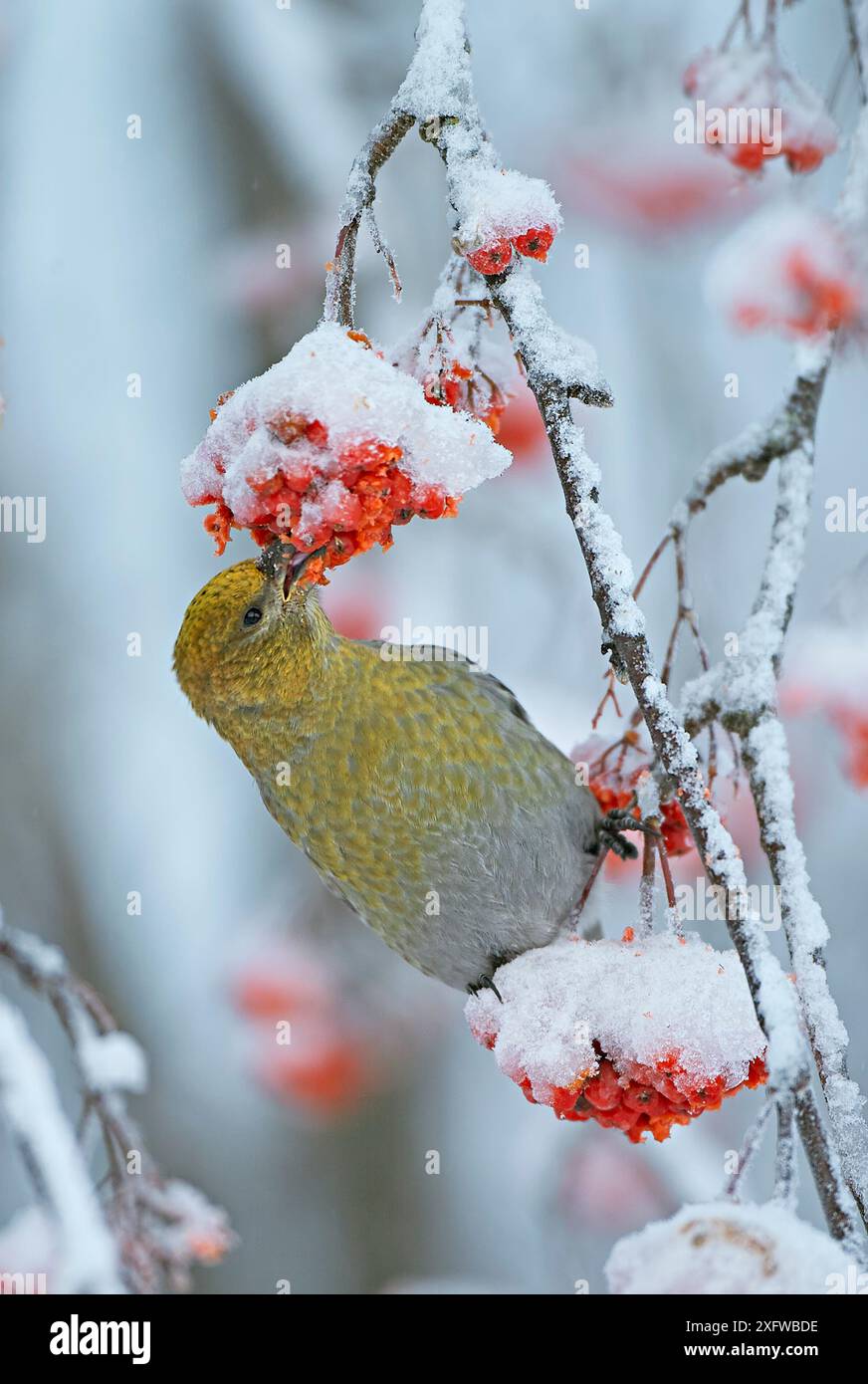 Pino grosbeak (Pinicola enucleator) giovane maschio che si nutre di bacche di rowan ricoperte di neve, Liminka, Finlandia. Novembre Foto Stock